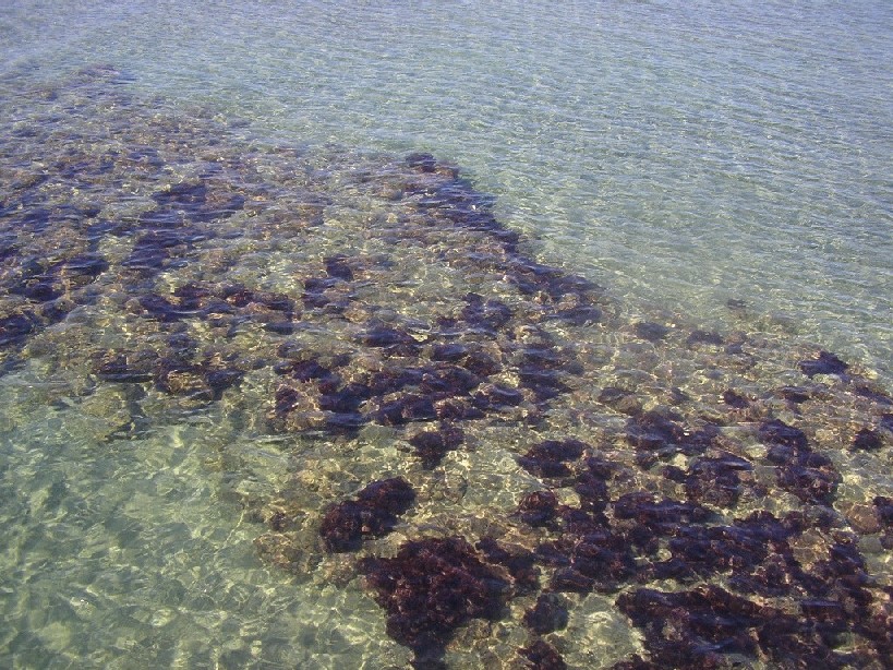 L''anti-natura, ovvero, il terreno di caccia della zingara